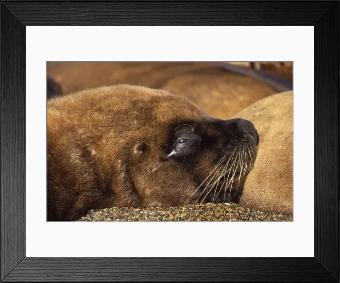 Framed Print : South American Sea Lion - Male, resting among a group of females Coast of Patagonia, Argentina Framed Print : South American Sea Lion - Male, resting among a group of females Coast of Patagonia, Argentina