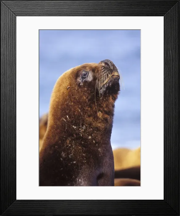 Framed Print : South American Sealion - Male Coast of Patagonia, Argentina Framed Print : South American Sealion - Male Coast of Patagonia, Argentina