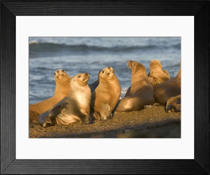 Framed Print : South American Sealion - Adult females Coast of Patagonia, Argentina Framed Print : South American Sealion - Adult females Coast of Patagonia, Argentina