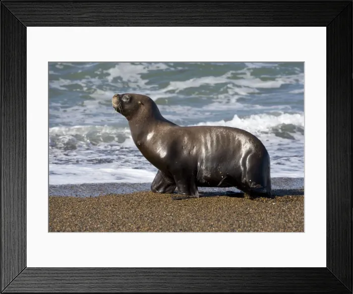 Framed Print : South American Sea Lion, female Coast of Patagonia, Argentina Framed Print : South American Sea Lion, female Coast of Patagonia, Argentina