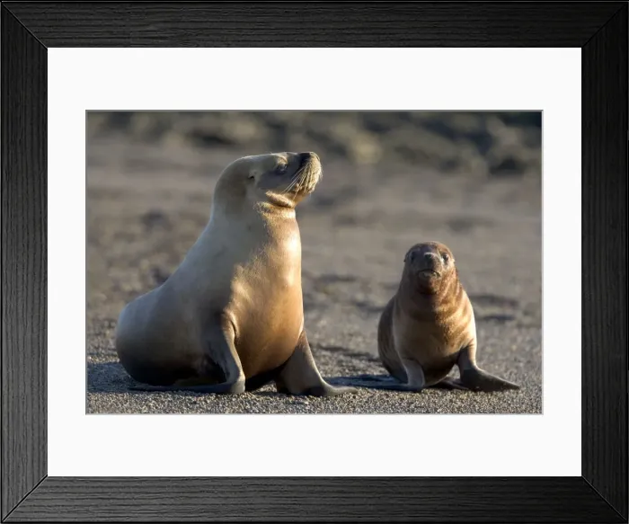 Framed Print : South American Sealion - Female and pup Coast of Patagonia, Argentina Framed Print : South American Sealion - Female and pup Coast of Patagonia, Argentina