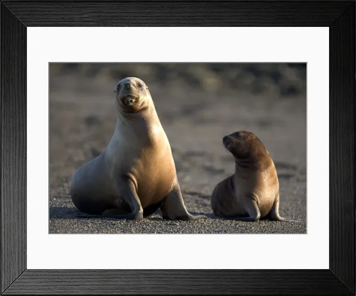 Framed Print : South American Sealion - Female and pup Coast of Patagonia, Argentina Framed Print : South American Sealion - Female and pup Coast of Patagonia, Argentina