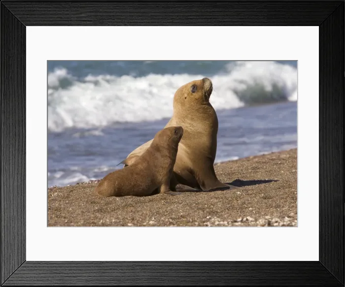 Framed Print : South American Sealion - Female and pup Coast of Patagonia, Argentina Framed Print : South American Sealion - Female and pup Coast of Patagonia, Argentina