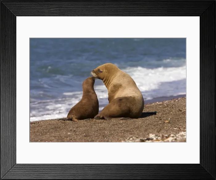 Framed Print : South American Sea Lion - Female and pup Coast of Patagonia, Argentina Framed Print : South American Sea Lion - Female and pup Coast of Patagonia, Argentina