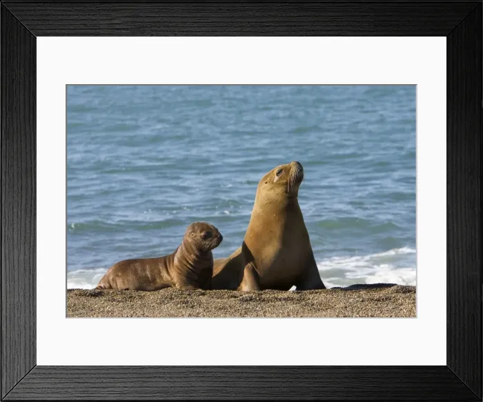 Framed Print : South American Sealion - Mother and pup Coast of Patagonia, Argentina Framed Print : South American Sealion - Mother and pup Coast of Patagonia, Argentina