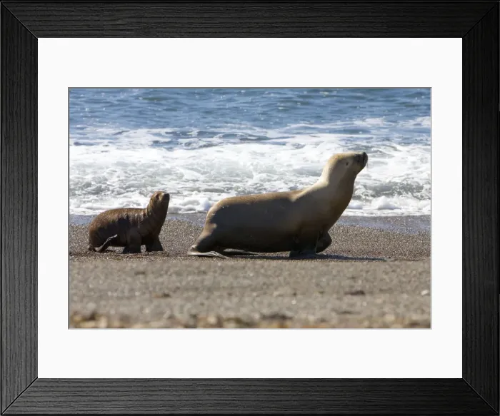 Framed Print : South American Sea Lion - Female and pup Coast of Patagonia, Argentina Framed Print : South American Sea Lion - Female and pup Coast of Patagonia, Argentina