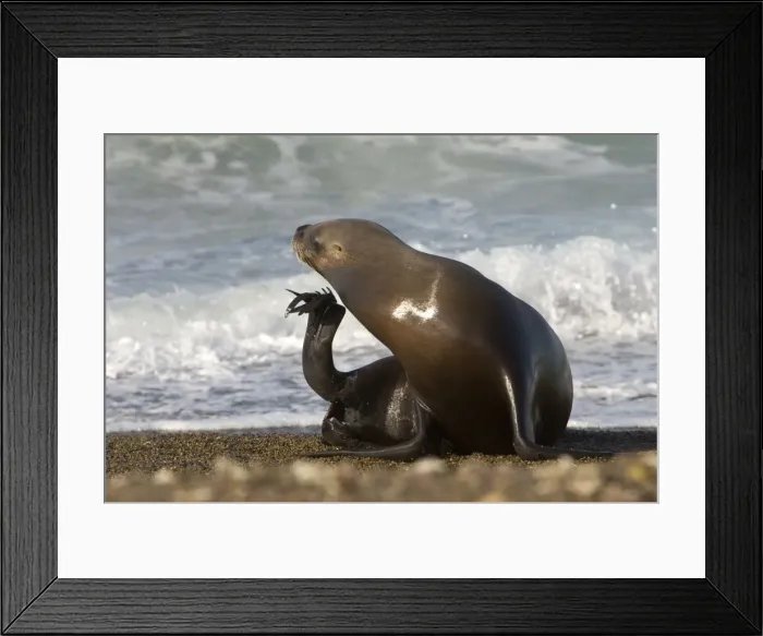 Framed Print : South American Sea Lion, female Coast of Patagonia, Argentina Framed Print : South American Sea Lion, female Coast of Patagonia, Argentina