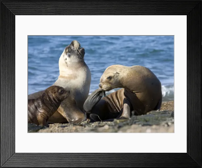Framed Print : South American Sealion - Females, and pup Coast of Patagonia, Argentina Framed Print : South American Sealion - Females, and pup Coast of Patagonia, Argentina