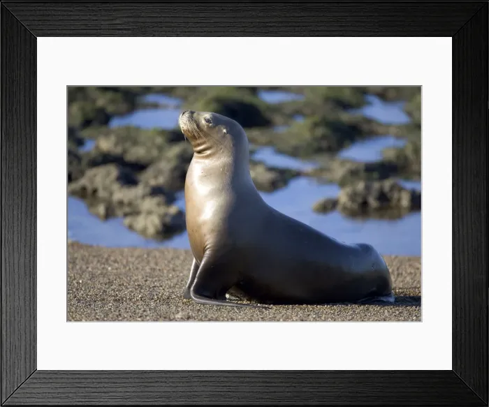 Framed Print : South American Sea Lion, adult female Coast of Patagonia, Argentina Framed Print : South American Sea Lion, adult female Coast of Patagonia, Argentina