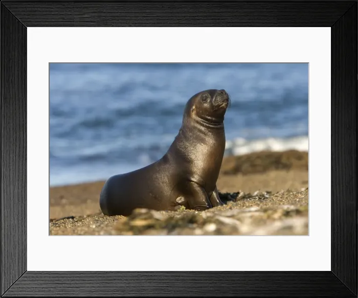Framed Print : South American Sealion, pup Coast of Patagonia, Argentina Framed Print : South American Sealion, pup Coast of Patagonia, Argentina