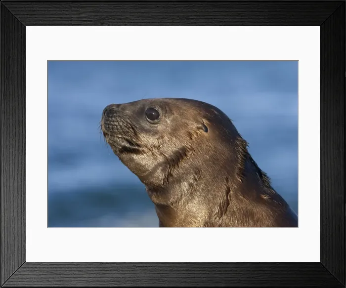 Framed Print : South American Sea Lion, pup Coast of Patagonia, Argentina Framed Print : South American Sea Lion, pup Coast of Patagonia, Argentina
