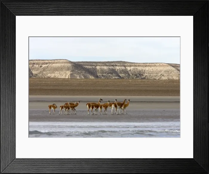 Framed Print : Guanacos on a beach - Photographed from a boat while on a Southern Right whale / whale watching excursion Argentina, Province Chubut, Patagonia. Valdes Peninsula Framed Print : Guanacos on a beach - Photographed from a boat while on a Southern Right whale / whale watching excursion Argentina, Province Chubut, Patagonia. Valdes Peninsula