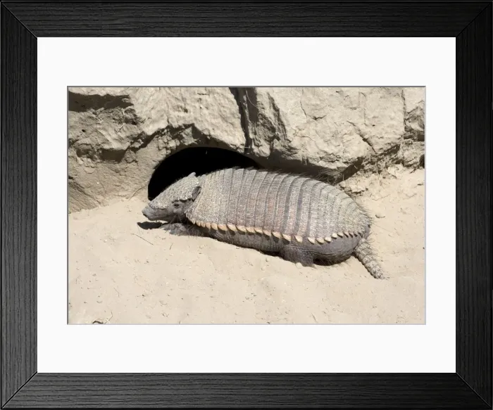 Framed Print : Hairy Armadillo - Resting in mid-day near its den; Valdes Peninsula, Patagonia, Argentina. Range: north Paraguay to Patagonia, Argentina Framed Print : Hairy Armadillo - Resting in mid-day near its den; Valdes Peninsula, Patagonia, Argentina. Range: north Paraguay to Patagonia, Argentina