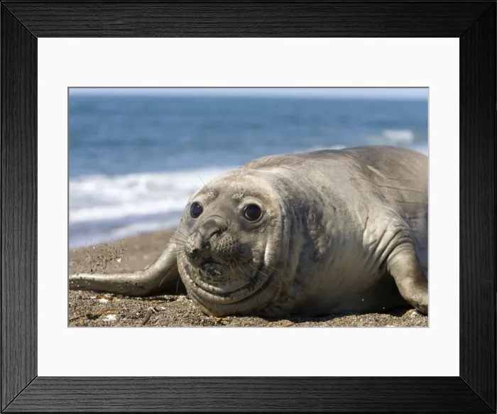 Framed Print : Southern Elephant Seal, Female Valdes Peninsula, Patagonia, Argentina Framed Print : Southern Elephant Seal, Female Valdes Peninsula, Patagonia, Argentina
