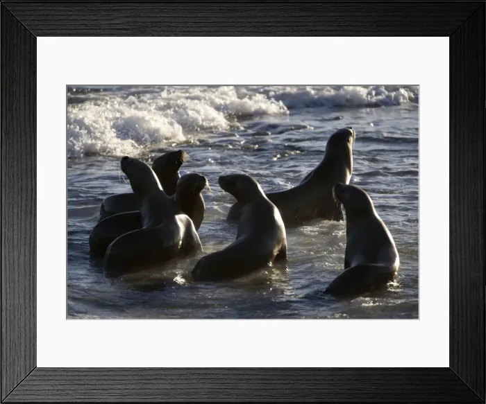 Framed Print : South American Sealion Valdes Peninsula, Patagonia, Argentina Framed Print : South American Sealion Valdes Peninsula, Patagonia, Argentina