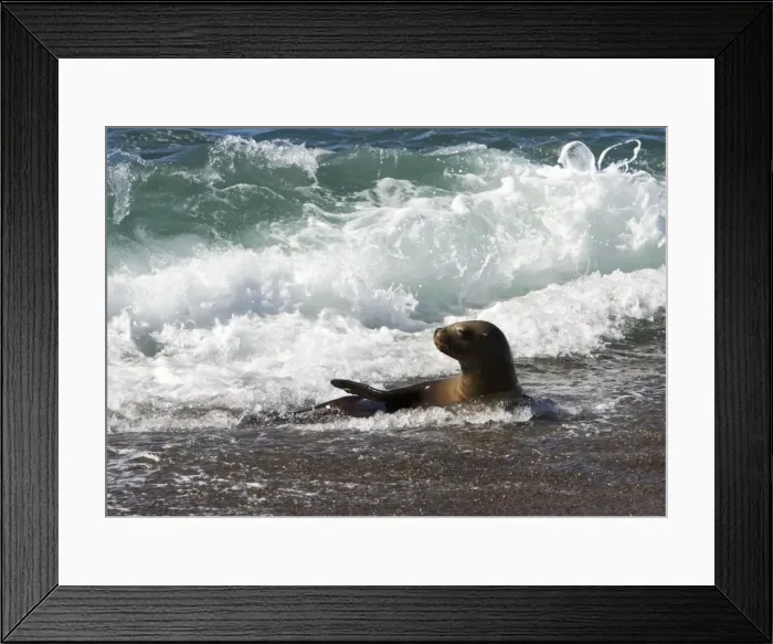 Framed Print : South American Sealion - Cooling down in the surf. Valdes Peninsula, Patagonia, Argentina Framed Print : South American Sealion - Cooling down in the surf. Valdes Peninsula, Patagonia, Argentina