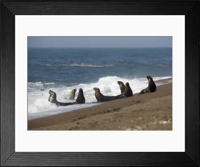 Framed Print : South American Sealion Valdes Peninsula, Patagonia, Argentina Framed Print : South American Sealion Valdes Peninsula, Patagonia, Argentina