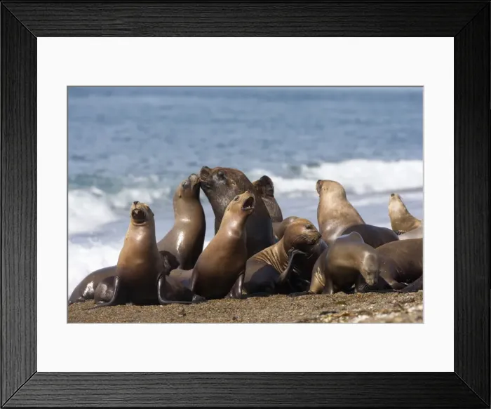 Framed Print : South American Sealion - Group of one male and several females resting on the beach at Punta Norte, Valdes Peninsula, Patagonia, Argentina Framed Print : South American Sealion - Group of one male and several females resting on the beach at Punta Norte, Valdes Peninsula, Patagonia, Argentina