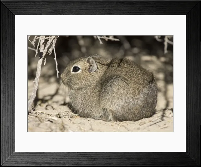 Framed Print : Lesser / Southern Mountain CAVY (local name: Cuis) Photographed in Patagonia, Argentina Framed Print : Lesser / Southern Mountain CAVY (local name: Cuis) Photographed in Patagonia, Argentina