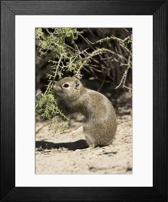 Framed Print : Lesser / Southern Mountain CAVY (local name: Cuis). Photographed in Patagonia, Argentina Framed Print : Lesser / Southern Mountain CAVY (local name: Cuis). Photographed in Patagonia, Argentina