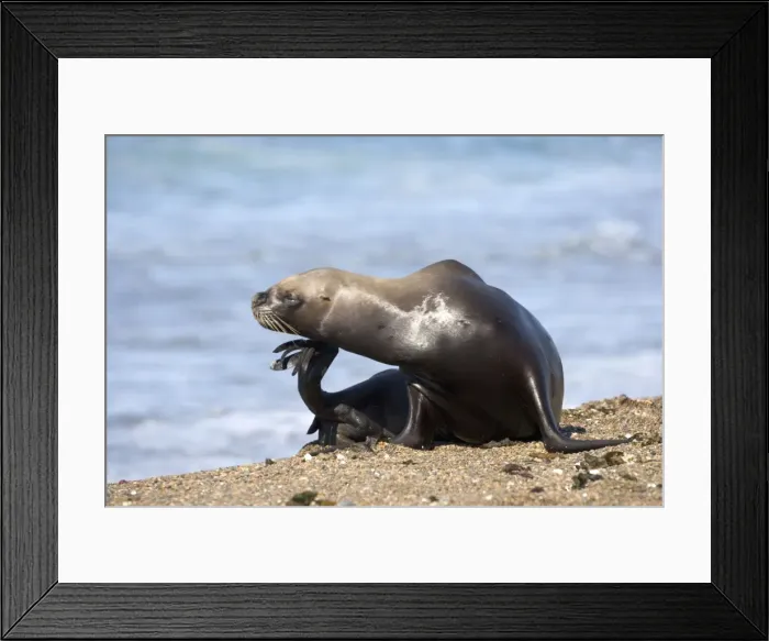 Framed Print : South American Sea Lion, female Valdes Peninsula, Patagonia, Argentina Framed Print : South American Sea Lion, female Valdes Peninsula, Patagonia, Argentina