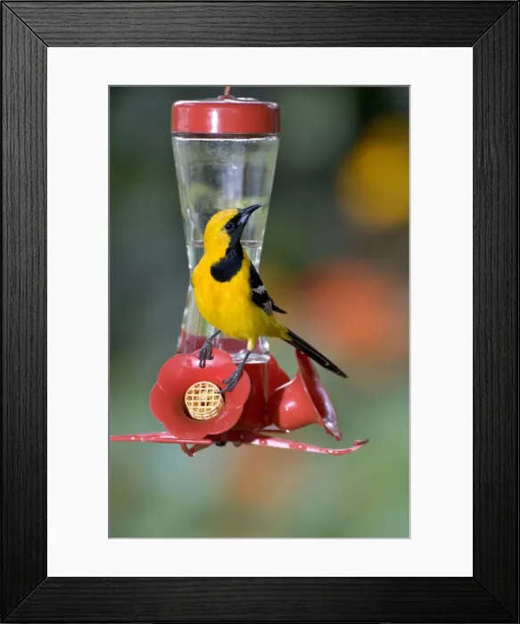 Framed Print : Hooded Oriole - male, at a hummingbird feeder. Southern USA: California to Texas; in Mexico: Baja California, Gulf coast and Pacific coast. (Photo: San Diego, California, USA) Framed Print : Hooded Oriole - male, at a hummingbird feeder. Southern USA: California to Texas; in Mexico: Baja California, Gulf coast and Pacific coast. (Photo: San Diego, California, USA)