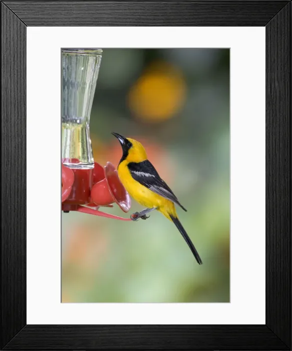 Framed Print : Hooded Oriole - male, at a hummingbird feeder. Southern USA: California to Texas; in Mexico: Baja California, Gulf coast and Pacific coast. (Photo: San Diego, California, USA) Framed Print : Hooded Oriole - male, at a hummingbird feeder. Southern USA: California to Texas; in Mexico: Baja California, Gulf coast and Pacific coast. (Photo: San Diego, California, USA)