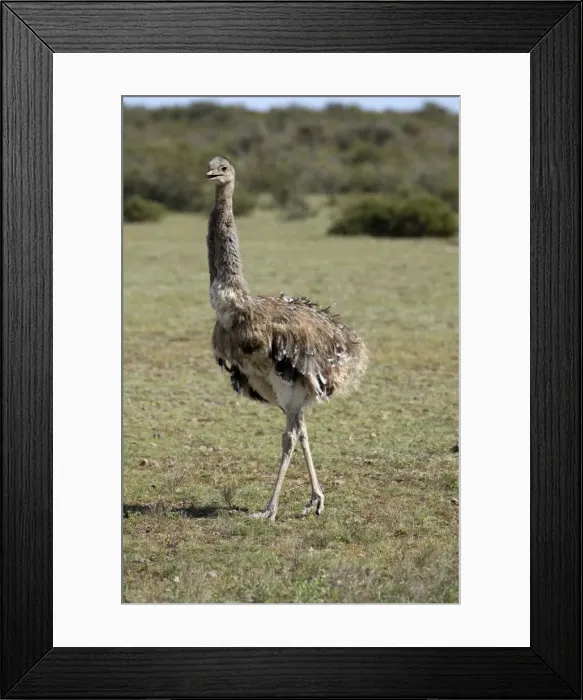 Framed Print : Darwin's Rhea Range: Highlands, Peru south to the Strait of Magellan Valdes Peninsula, Patagonia, Argentina Framed Print : Darwin's Rhea Range: Highlands, Peru south to the Strait of Magellan Valdes Peninsula, Patagonia, Argentina