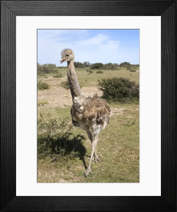 Framed Print : Darwin's Rhea Range: Highlands, Peru south to the Strait of Magellan Photographed on Valdes Peninsula, Patagonia, Argentina Framed Print : Darwin's Rhea Range: Highlands, Peru south to the Strait of Magellan Photographed on Valdes Peninsula, Patagonia, Argentina