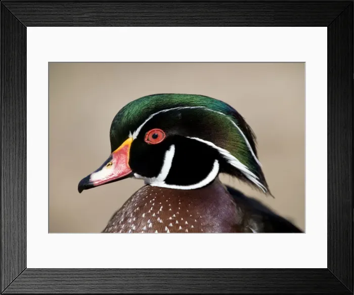 Framed Print : Wood Duck - male Range: North America Framed Print : Wood Duck - male Range: North America