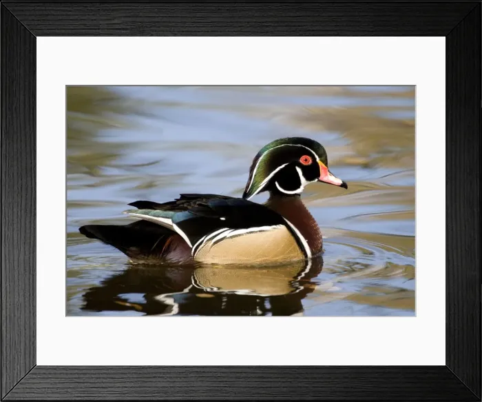 Framed Print : Wood Duck - male Range: North America Framed Print : Wood Duck - male Range: North America