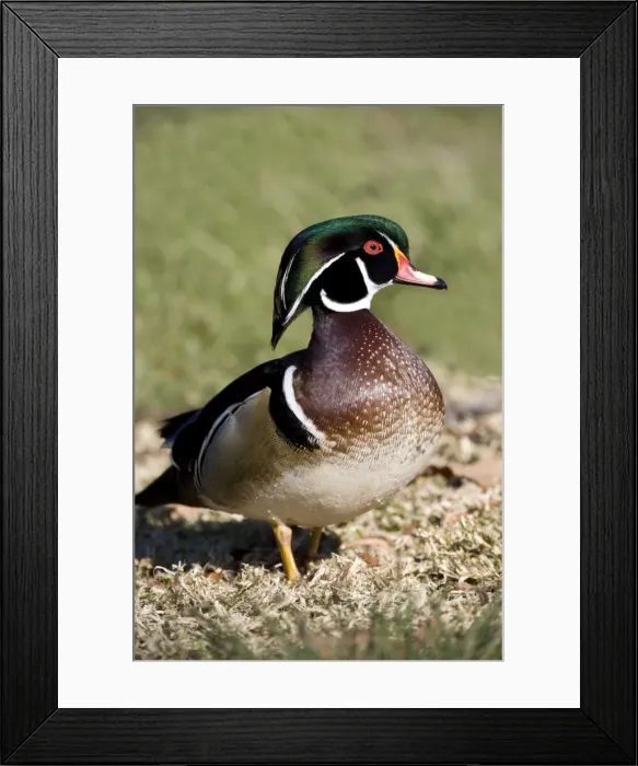 Framed Print : Wood Duck - male Range: North America Framed Print : Wood Duck - male Range: North America