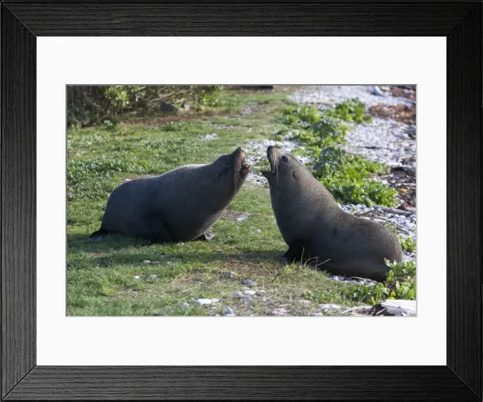 Framed Print : New Zealand Fur Seal - Non-breeding males arguing over a resting spot. Photographed near Kaikoura - New Zealand Framed Print : New Zealand Fur Seal - Non-breeding males arguing over a resting spot. Photographed near Kaikoura - New Zealand