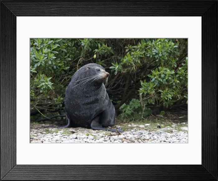 Framed Print : New Zealand Fur Seal - Male resting among vegetation near shore. Photographed near Kaikoura - New Zealand Framed Print : New Zealand Fur Seal - Male resting among vegetation near shore. Photographed near Kaikoura - New Zealand