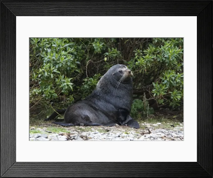 Framed Print : New Zealand Fur Seal - Male resting among vegetation near shore. Photographed near Kaikoura - New Zealand Framed Print : New Zealand Fur Seal - Male resting among vegetation near shore. Photographed near Kaikoura - New Zealand