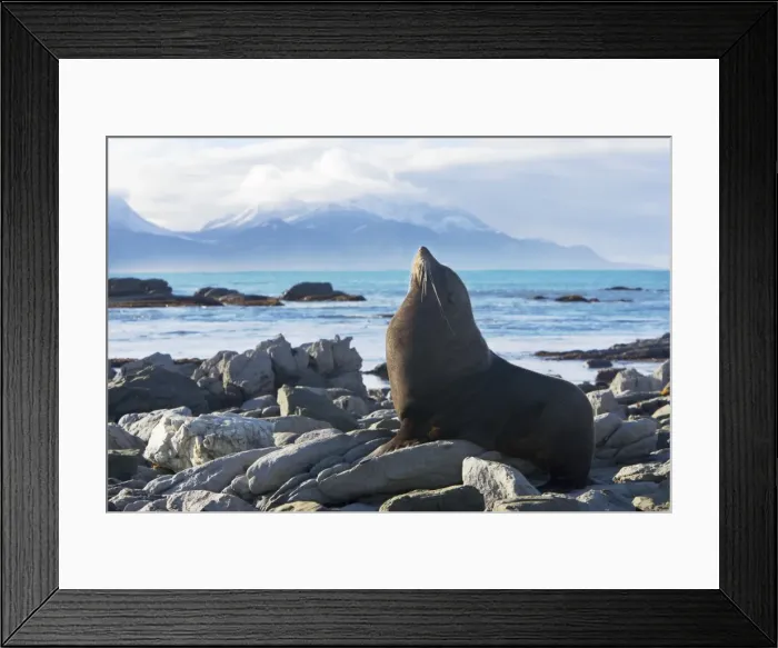 Framed Print : New Zealand Fur Seal - Male resting on rocky shore. Photographed near Kaikoura - New Zealand