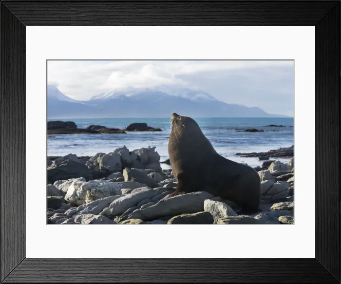 Framed Print : New Zealand Fur Seal - Male resting on rocky shore. Photographed near Kaikoura - New Zealand Framed Print : New Zealand Fur Seal - Male resting on rocky shore. Photographed near Kaikoura - New Zealand