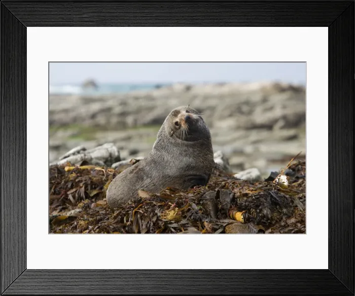 Framed Print : New Zealand Fur Seal - Young male resting on kelp washed ashore. Photographed near Kaikoura - South Island - New Zealand Framed Print : New Zealand Fur Seal - Young male resting on kelp washed ashore. Photographed near Kaikoura - South Island - New Zealand