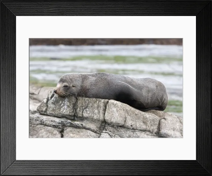 Framed Print : New Zealand Fur Seal - Young male resting on rocky shore. Photographed near Kaikoura - South Island - New Zealand Framed Print : New Zealand Fur Seal - Young male resting on rocky shore. Photographed near Kaikoura - South Island - New Zealand