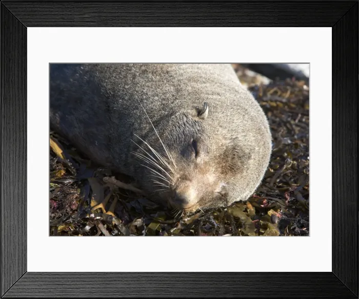 Framed Print : New Zealand Fur Seal - Young male resting on kelp washed ashore. Photographed near Kaikoura - South Island - New Zealand Framed Print : New Zealand Fur Seal - Young male resting on kelp washed ashore. Photographed near Kaikoura - South Island - New Zealand