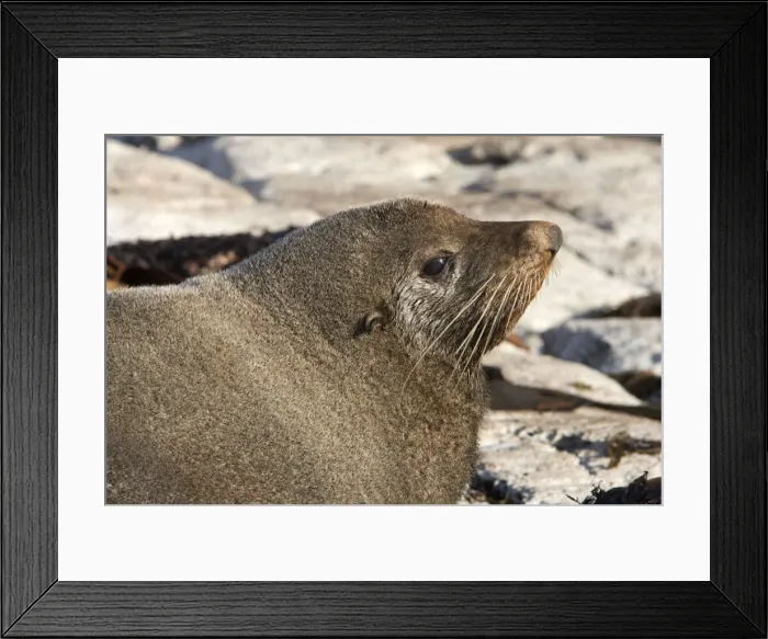 Framed Print : New Zealand Fur Seal - Young male. Photographed near Kaikoura - South Island - New Zealand Framed Print : New Zealand Fur Seal - Young male. Photographed near Kaikoura - South Island - New Zealand