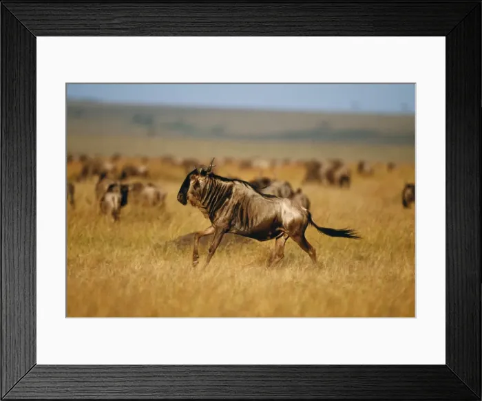 Framed Print : Wildebeest Maasai Mara, Kenya, Africa Framed Print : Wildebeest Maasai Mara, Kenya, Africa
