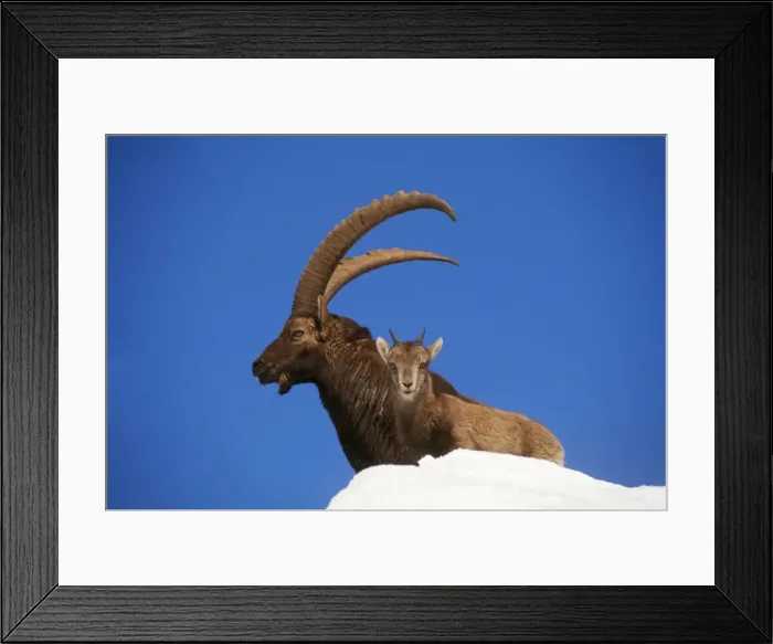 Framed Print : IBEX - adult and young standing in snow Framed Print : IBEX - adult and young standing in snow
