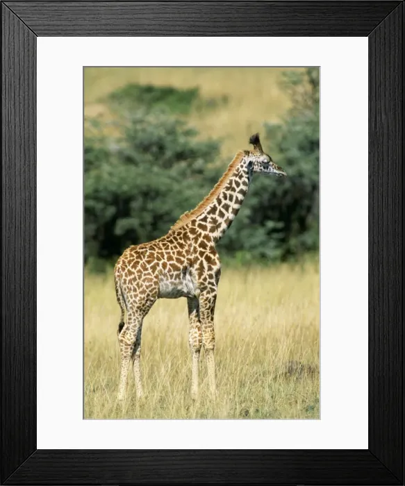 Framed Print : Maasai Giraffe Sleeping. Maasai Mara, Kenya, Africa