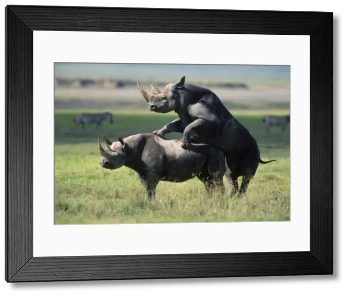 Framed Print : Black Rhinoceros - mating Ngorongoro Crater, Tanzania Framed Print : Black Rhinoceros - mating Ngorongoro Crater, Tanzania