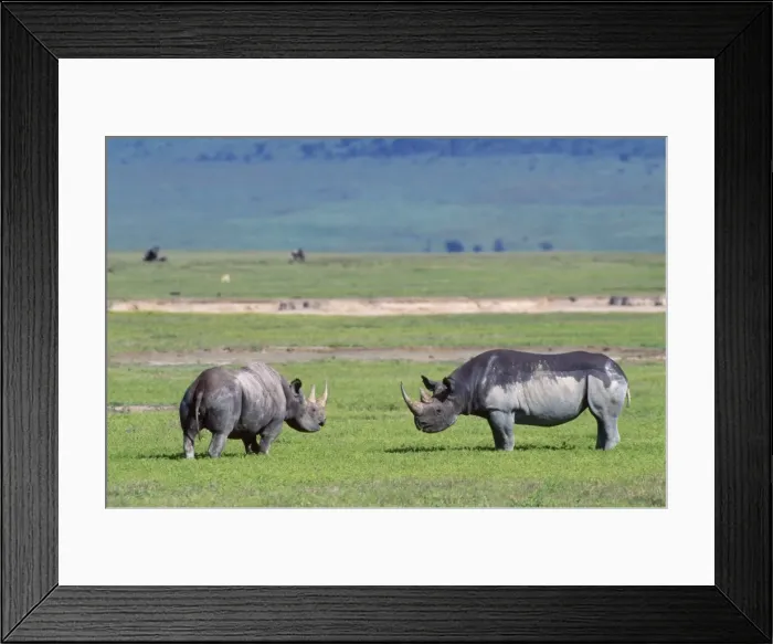 Framed Print : Black Rhinoceros - male & femalein oestrus - play-fight. Ngorongoro Crater, Tanzania Framed Print : Black Rhinoceros - male & femalein oestrus - play-fight. Ngorongoro Crater, Tanzania