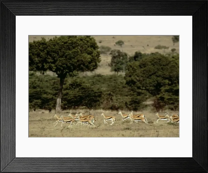 Framed Print : Thomson's Gazelle Herd of Gazelles running Kenya, Africa Framed Print : Thomson's Gazelle Herd of Gazelles running Kenya, Africa