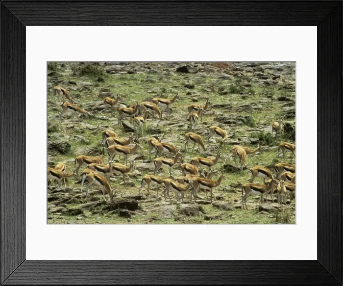 Framed Print : Thomson's Gazelle Framed Print : Thomson's Gazelle