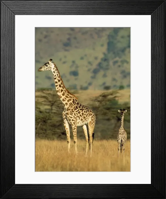 Framed Print : Maasai Giraffe Maasai Mara, Kenya, Africa Framed Print : Maasai Giraffe Maasai Mara, Kenya, Africa