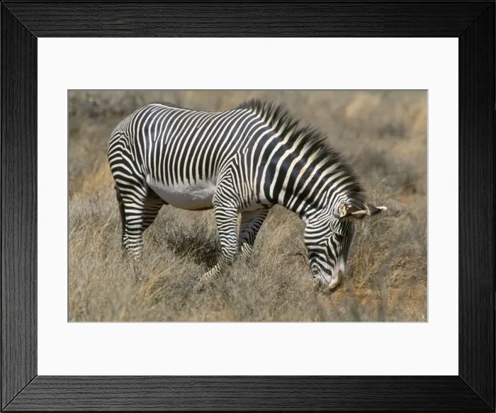 Framed Print : Grevy's Zebra Samburu National Park, Kenya, Africa Framed Print : Grevy's Zebra Samburu National Park, Kenya, Africa